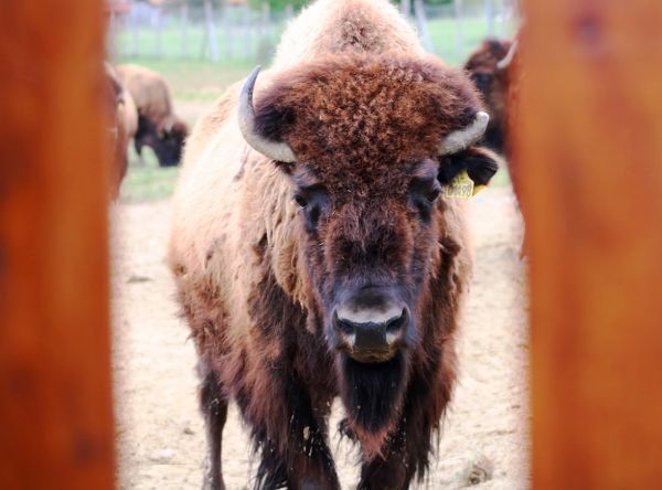 Sua Maestà il Bisonte a I Primi d’Italia